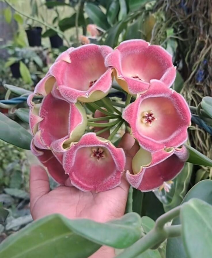 Hoya lauterbachii