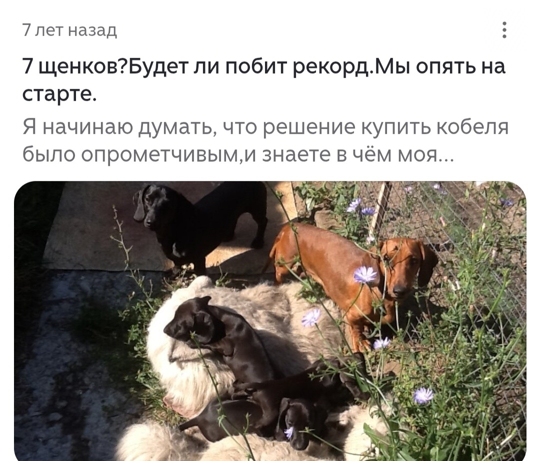 Скриншот с канала "Ирина Анатольевна", ссылка на источник: https://dzen.ru/irinka