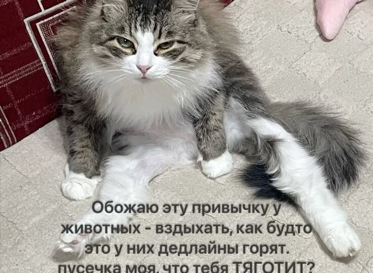 Пушистый позитив от хвостатых мурлык