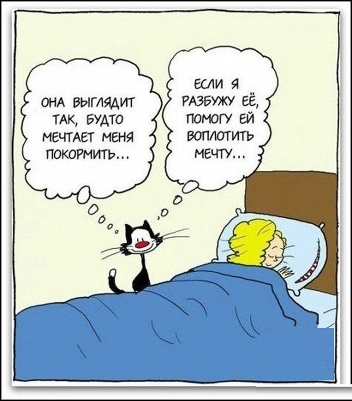 Котики такие милые!