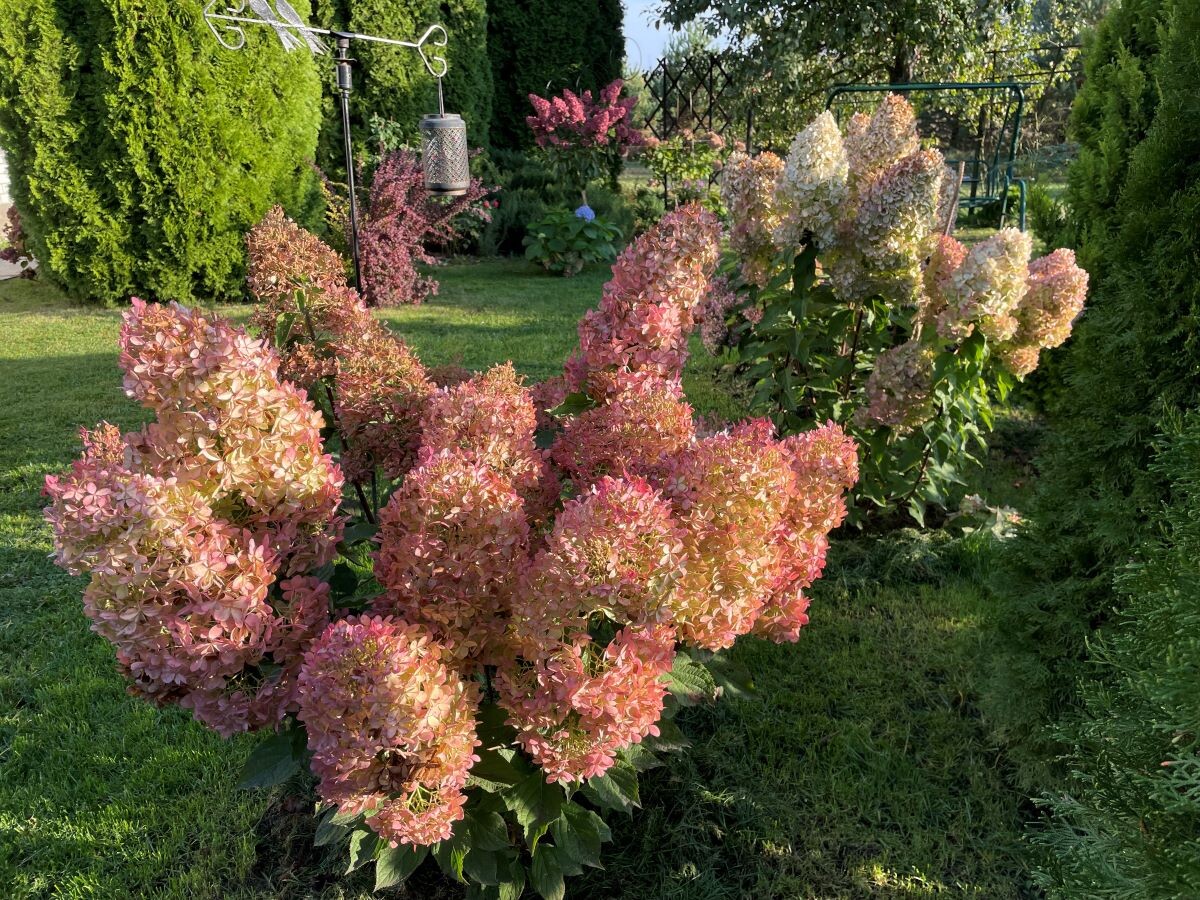 Метельчатые гортензии, 9.10.24 