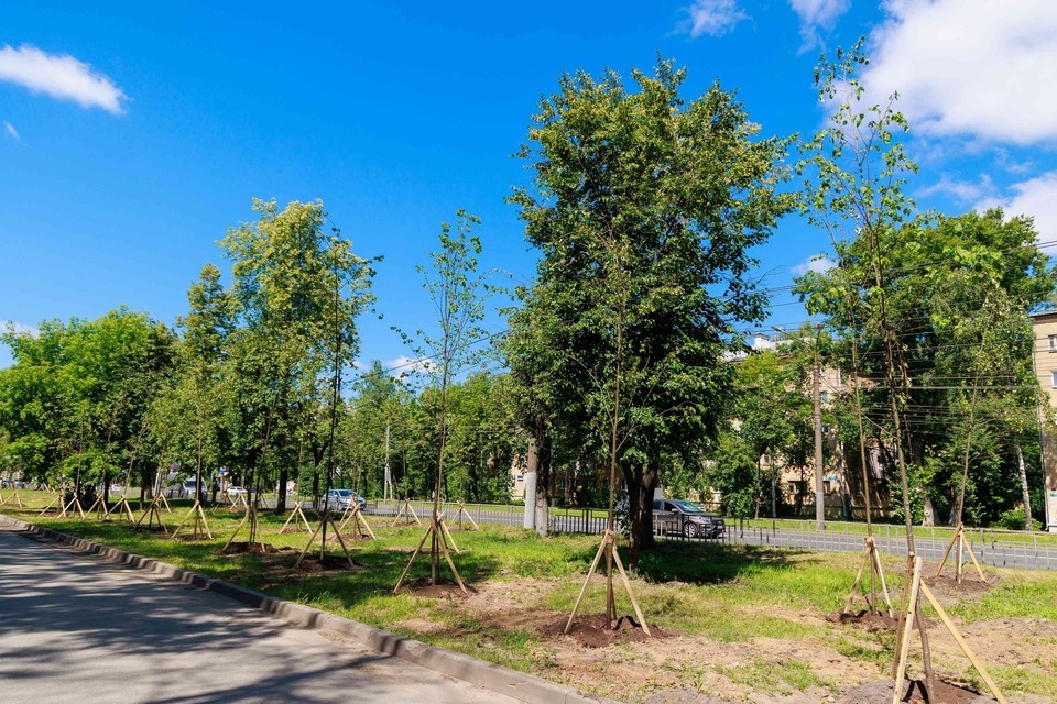    Более 220 деревьев высадят на Московском шоссе в Нижнем Новгороде. Пресс-служба администрации Нижнего Новгорода