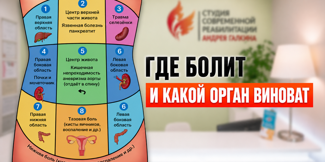 Где находятся печень, желудок и кишечник? Тест, который провалит большинство взрослых