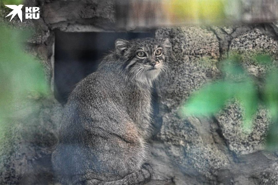    Пепе следит за котятами. Алексей БУЛАТОВ