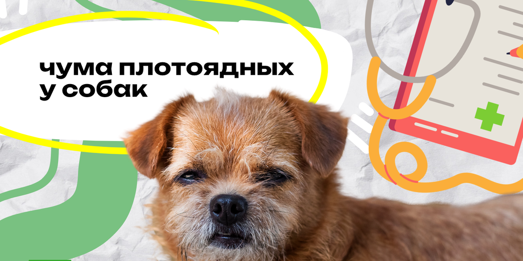 Чума плотоядных у собак: почему лечение нельзя прекращать раньше времени