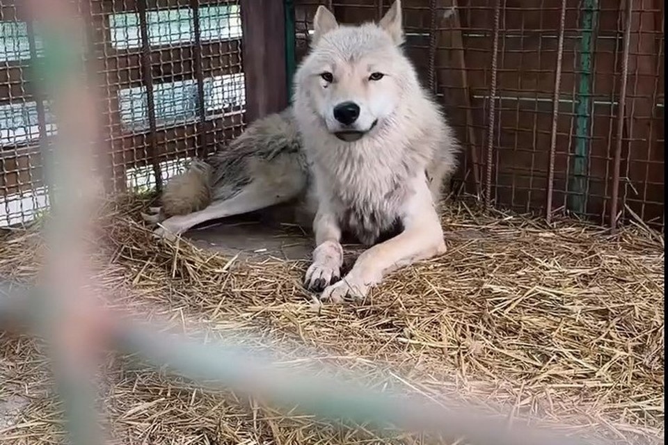    Для Улика началась другая жизнь. Фото: Скриншот видео «ПИФ»