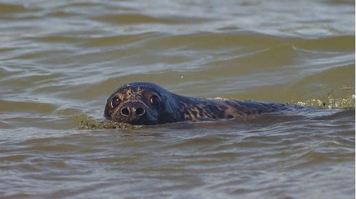    Фото: АНО «Сердце морей»