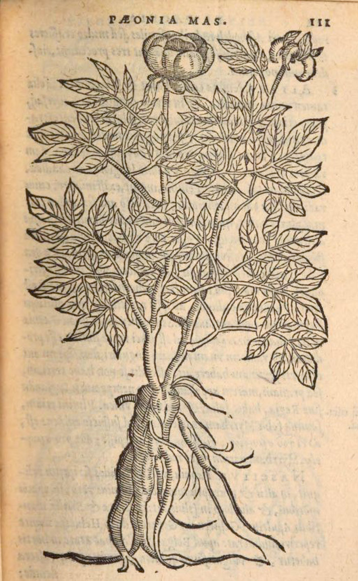 Гравюра Мужского пиона в «Florum, et coronariarum odoratorumque nonnullarum herbarum historia». 1568