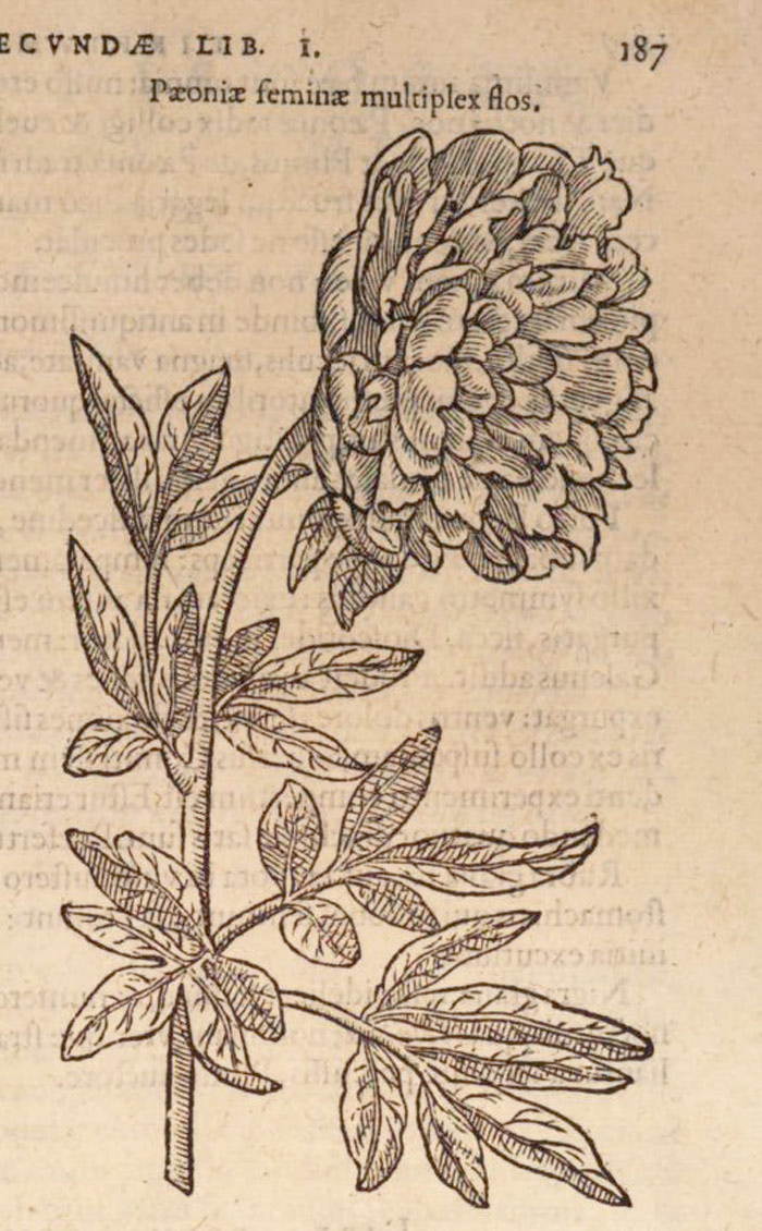 Гравюра махрового Женского пиона в «Stirpium historiae pemptades sex». 1583