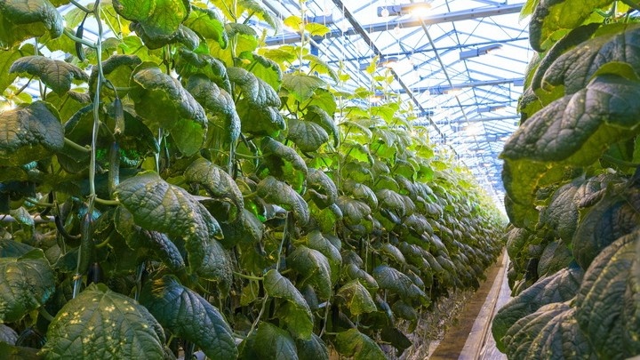 Куст зеленый, листья живые, а огурцов нет. Знакомая картина в жару.