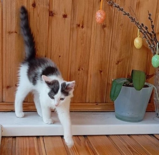 ОБЕЩАНИЕ КОТУ