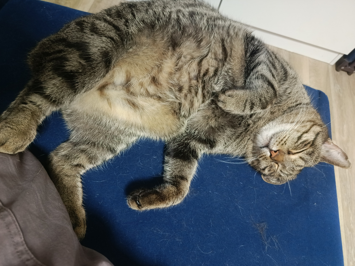 Котика вам с мятым ухом.