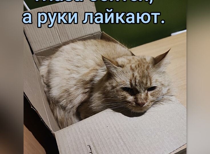 Мемы с хвостатыми-усатыми