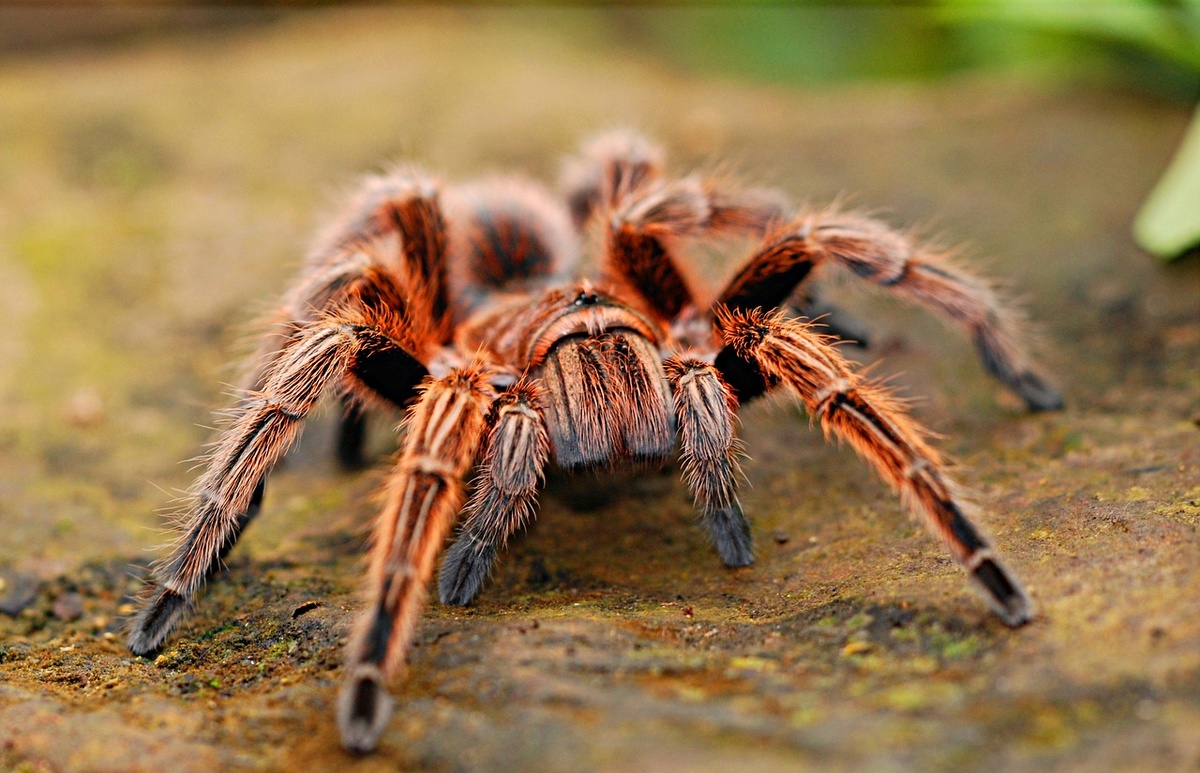    фото: pixabay.com