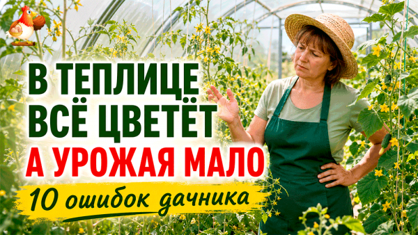 В теплице всё цветёт, а урожая мало – 10 ошибок дачника, из-за которых растения играют в красоту, а не в помидоры и огурцы 🍅🥒🌶️