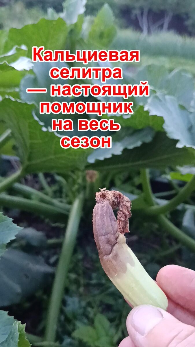 Кальциевая селитра удобрение