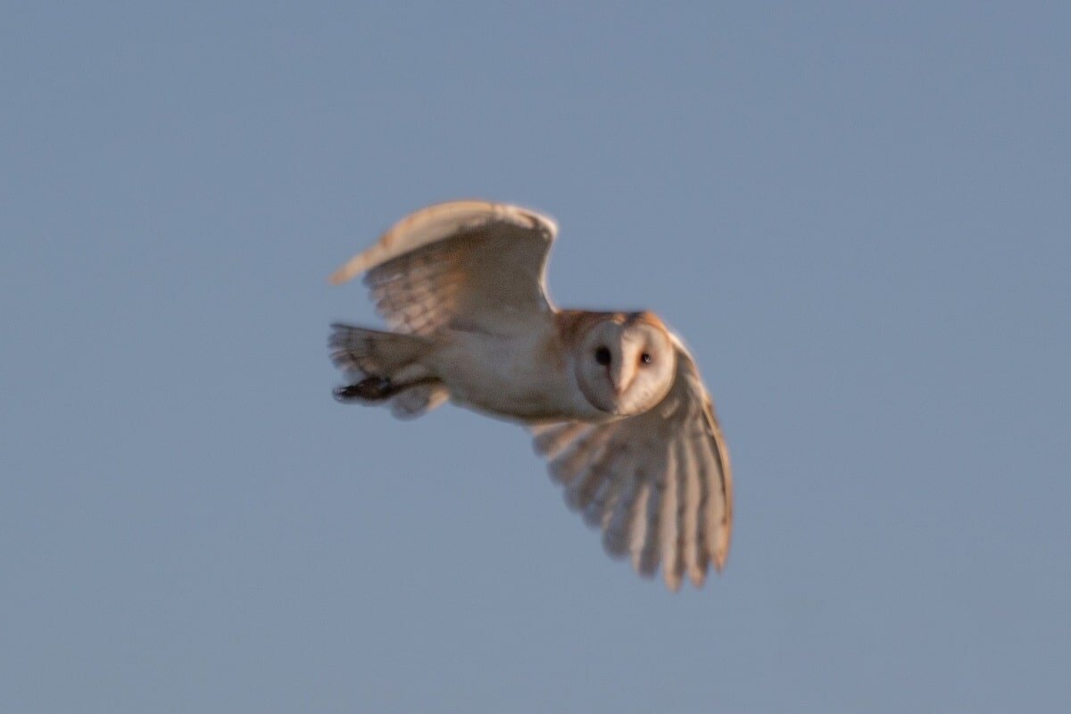    Обыкновенная сипуха Tyto alba / © phillip-a / iNaturalist