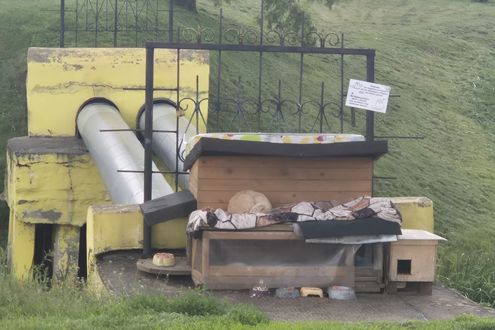    В центре города - домик для бездомных котов. Чисто, аккуратно и по-человечески. Фото: Коллаж АиФ/ Фото автора