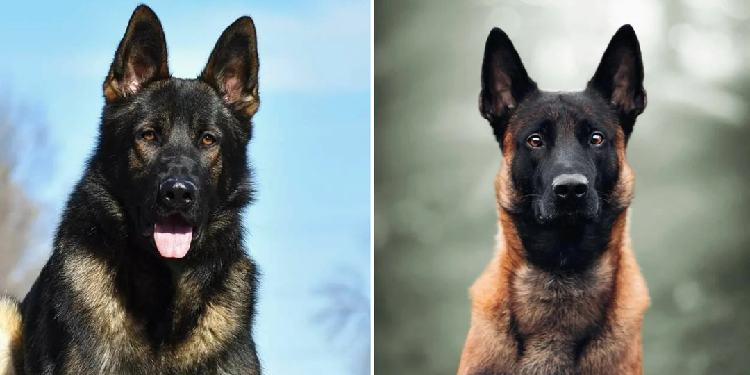 Немецкая овчарка и малинуа: почему все чаще выбирают вторых