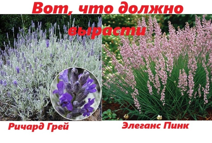 То, что должно вырасти!!! Очень надеюсь, что именно так и будет!