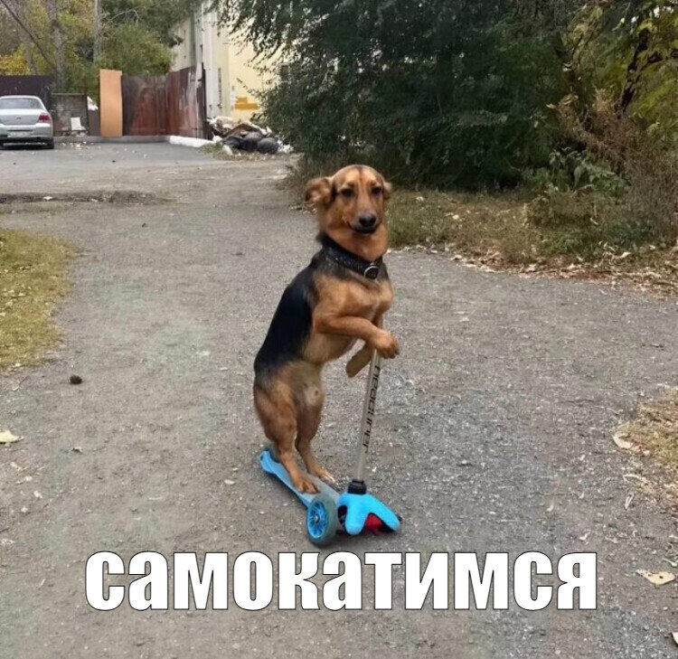 Изображение с img-webcalypt