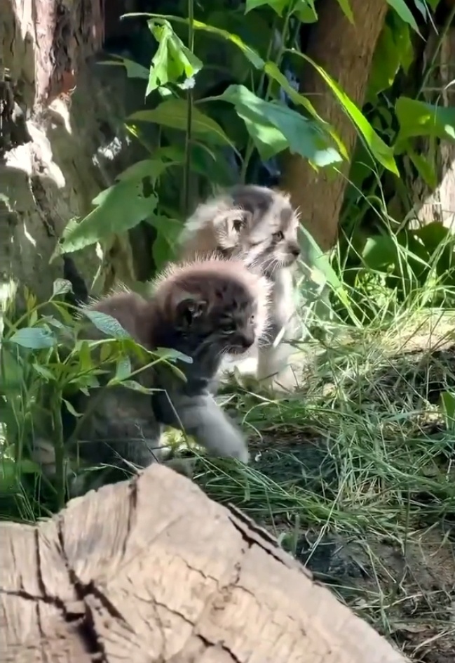 Котята манула