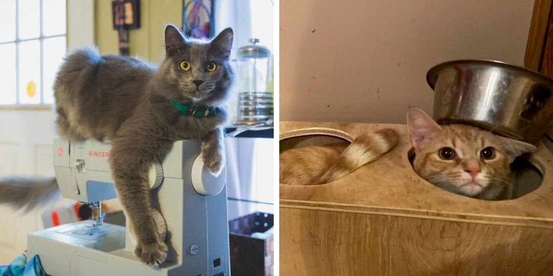 16 фото забавных и непредсказуемых котов, которые категорически отрицают удобные места для отдыха