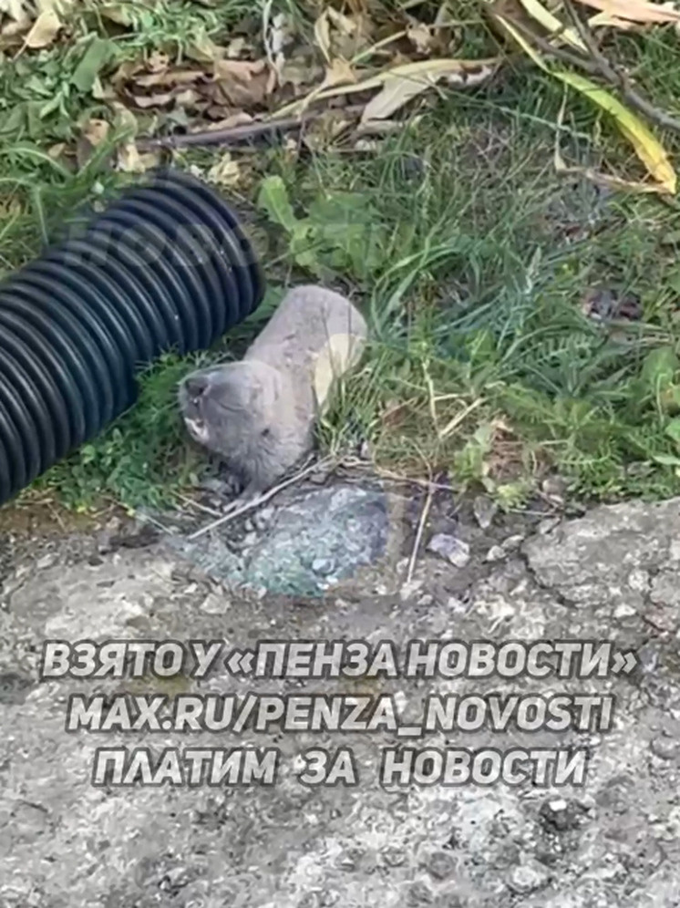     Фото: https://max.ru/penza_novosti