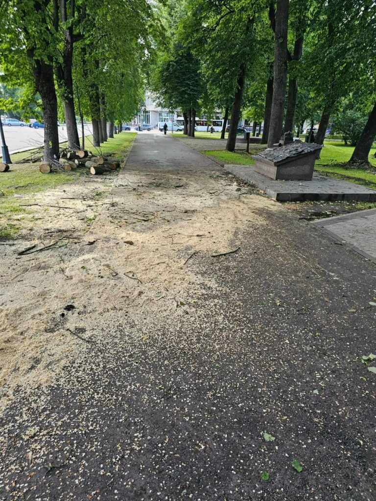 Сотрудникам понадобилось совсем немного времени, чтобы убрать остатки повалившейся вследствие грозы липы.
