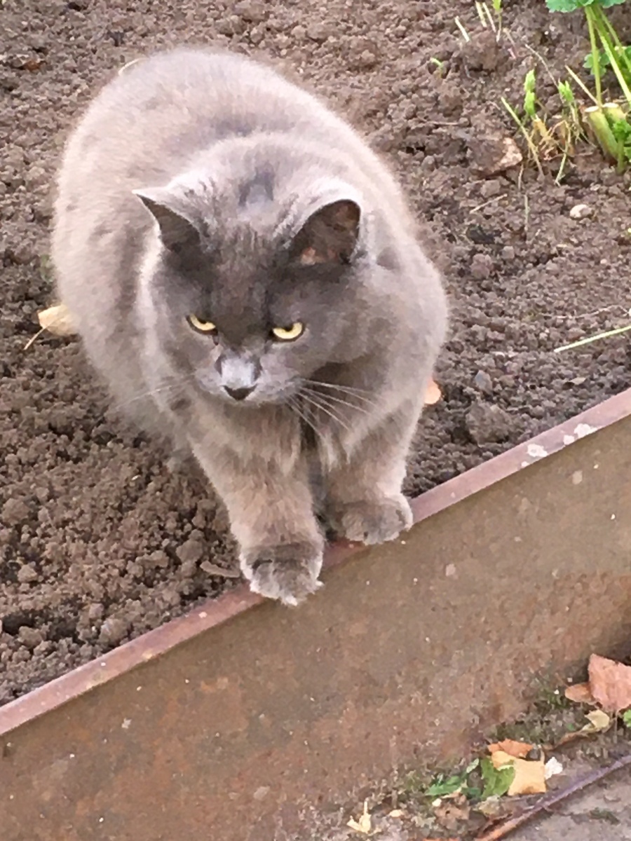 кошка Тусек