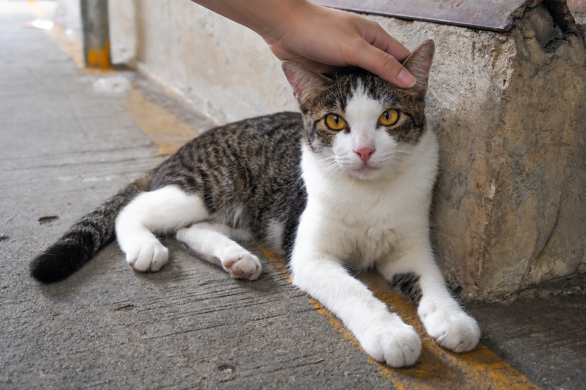Женщина гладит уличную кошку 