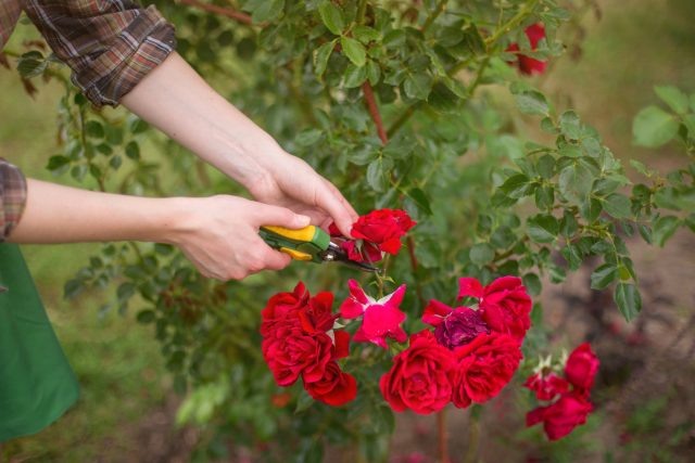 7 цветов, которые нужно обрезать после первой волны цветения  📷
