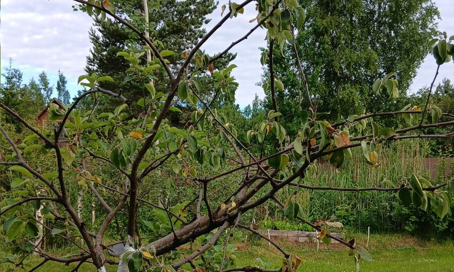 Сохнут ветки на яблоне, вишне, сливе? Монилиоз — 7 вопросов и 1 бонус: рецепт баковой смеси