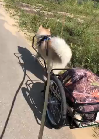 Не просто тележка-упряжка — новый уровень активного отдыха