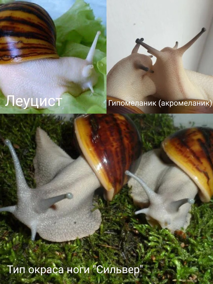 Фото из открытого источника
