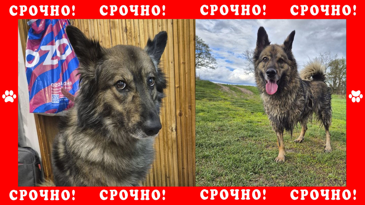 Дворняжка без передней лапы пропала в Ступинском районе. Кашира | Ступино