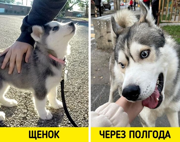 © emoposer / reddit, © MyAlterEgo / pikabu