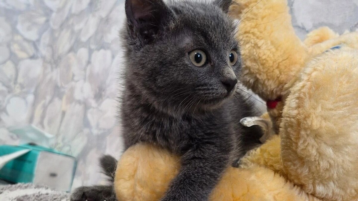   Котофонд/vk.com