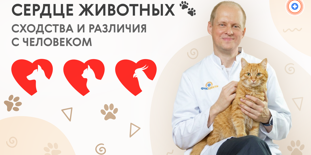 Сердца животных: сходства и различия с человеком