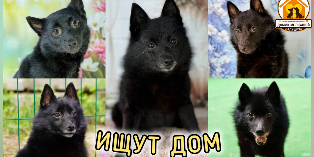 Черные жемчужины Домика: сразу 5 редких метисов шипперке ищут дом! Заберите скорее свою собаку из приюта! ♥️