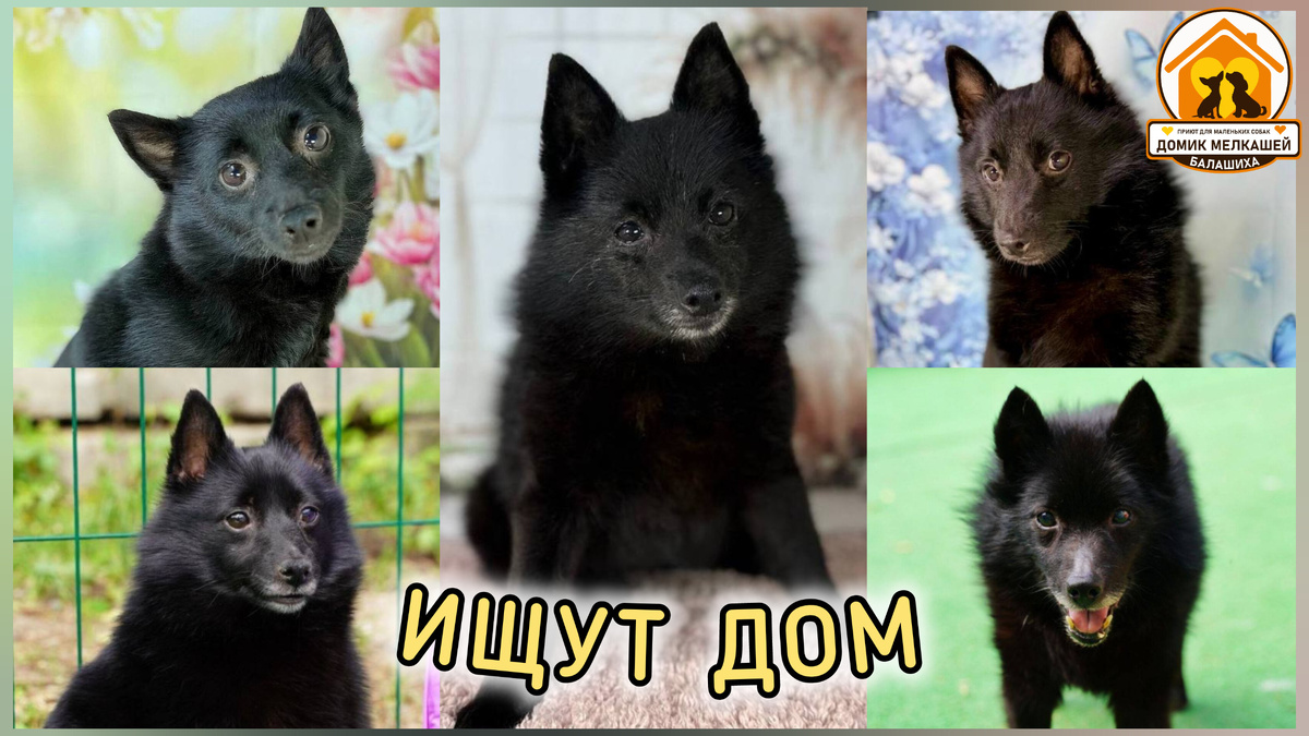 Приют Домик Мелкашей из Балашихи. шипперке в добры руки Моква и МО. шипперке ищет дом. 