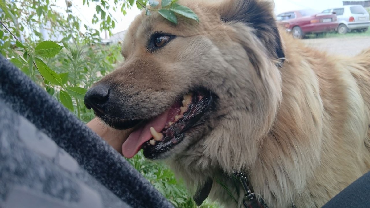 Жительница приюта Ананда собачка Лиза