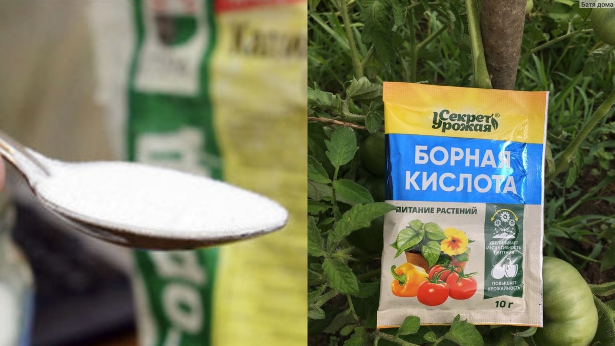 Борная кислота — копеечное средство, которое решает проблему опыления при дефиците бора.