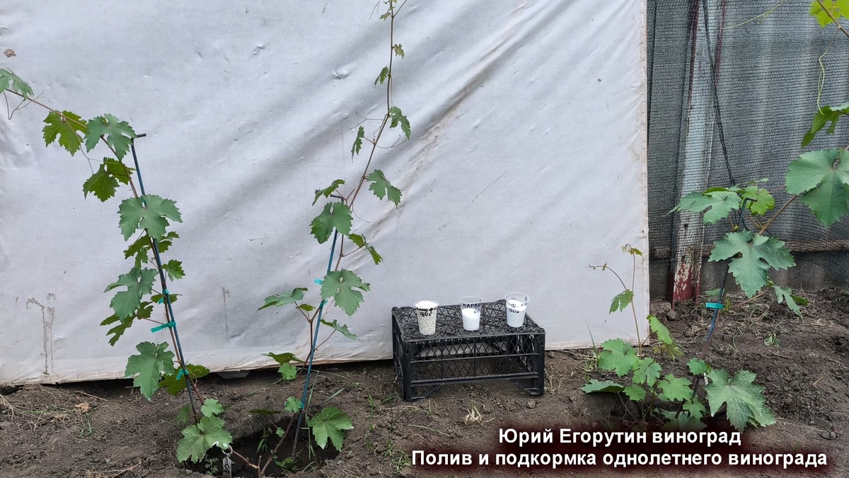 Первый куст винограда. Два побега.