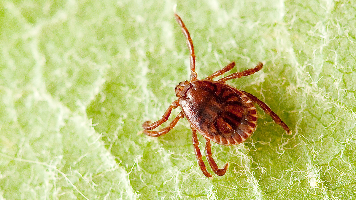    EPA