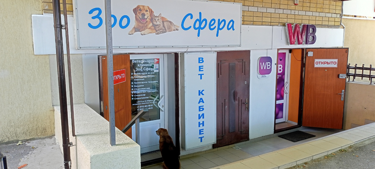 Собака сидит в очереди в ветклинику