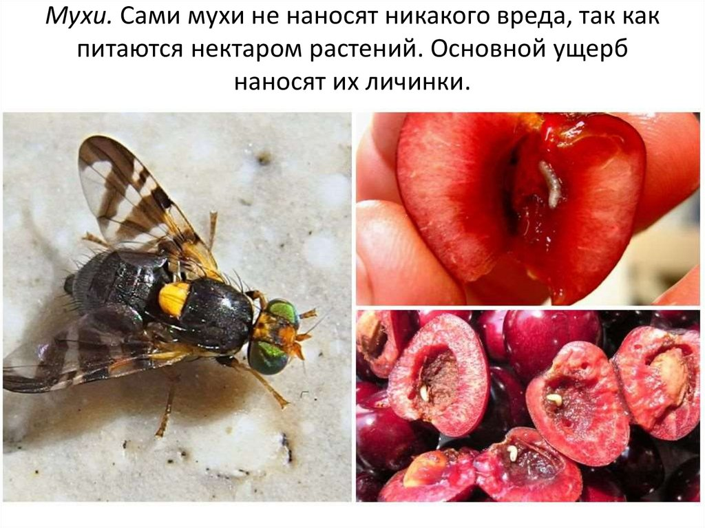 en.ppt-online.org