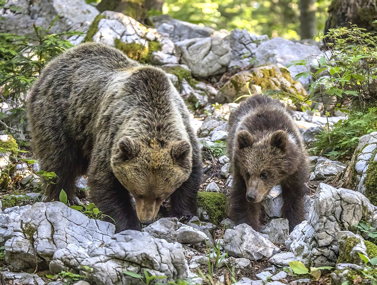    Фото: wikipedia/Чарльз Дж. Шарп/CC BY-SA 4.0