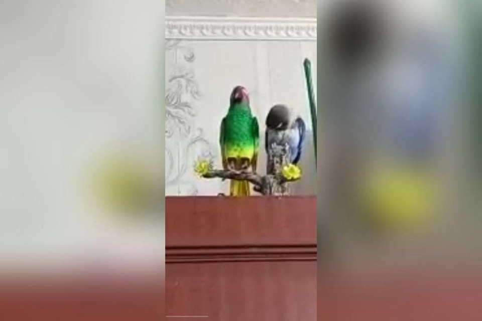    У него также была железная игрушка-попугайчик, с которой он «общался» и даже «кормил» ее. Фото предоставлено хозяйкой.