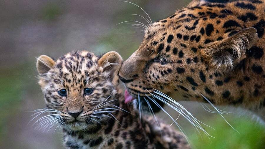    Фото: Global Look Press/Hendrik Schmidt